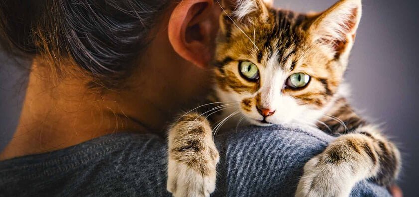 cat on the shoulders of owner